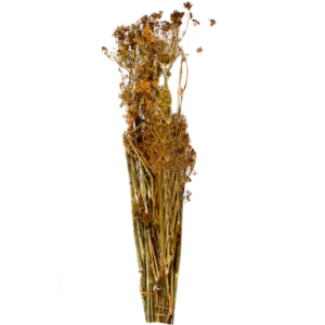 MARAR USCAT LEGATURA